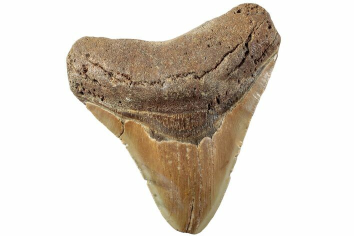 Serrated, Fossil Megalodon Tooth - North Carolina #235445